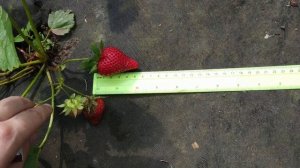 Клубника Мурано