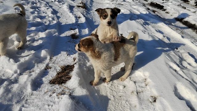 щенки 🐕 смотреть онлайн