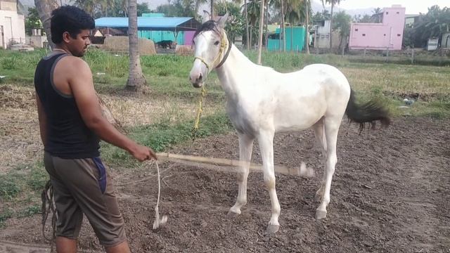 Fixing horse 🐎 head problems and retraining after long interval using #god Clinton horsemanship смотреть онлайн