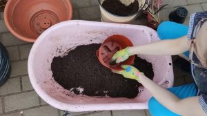 Высаживаю бегонии из семян и беллеконии.