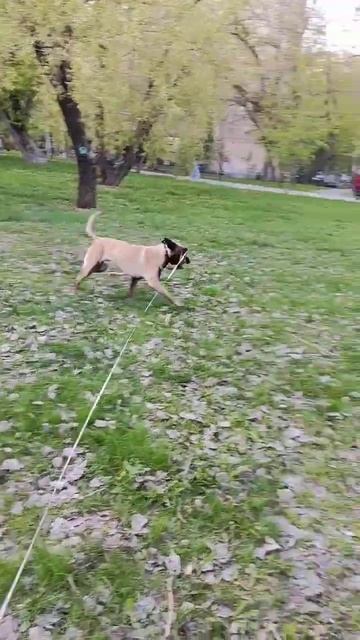 Служебная Бельгийская овчарка (8 месяцев). смотреть онлайн