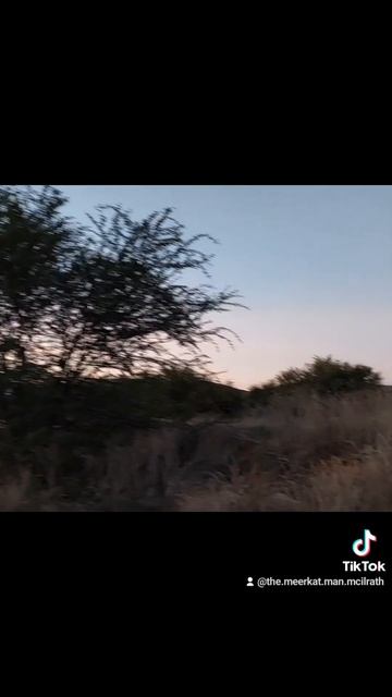 MONGOOSE MAGIC MOMENTS ☆ CYNICTIS PENICILLATA ☆ YELLOW MONGOOSES смотреть онлайн