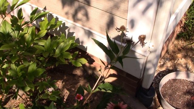 HH Homestead - Container Garden Update/Drying Herbs