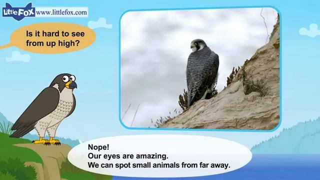 15. Meet the Animals 15 Peregrine Falcon Wild Animals Little Fox Animated Stories for Kids смотреть онлайн