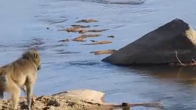 Yovvoyi hayvonlarning ov qilish jarayoni смотреть онлайн