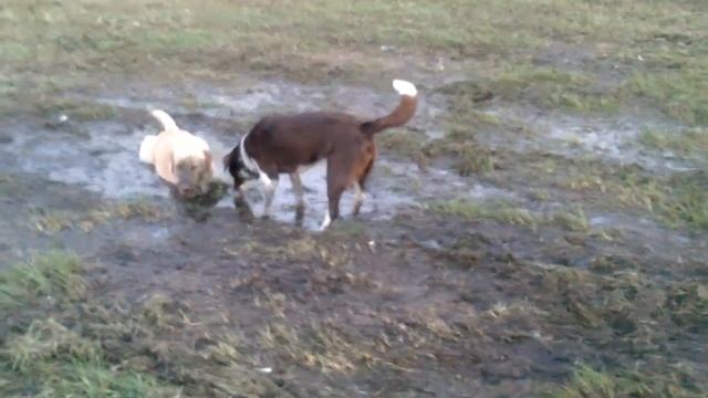 Собака-свинка))))))) смотреть онлайн