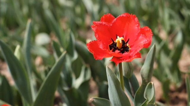 Saint Saens the carnaval of the animals the Swan(Shafran/Gilels/Zak)The close смотреть онлайн