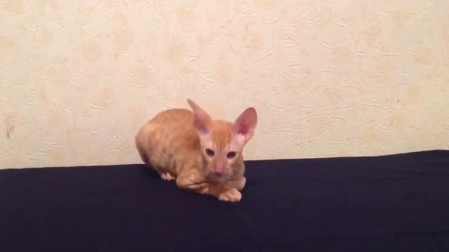 CINAED McAILPIN CUTIE COIL Кеннет