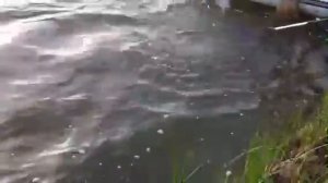 Рыбалка Сырдарья