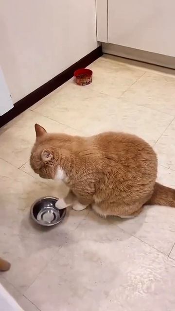 Котик и миска смотреть онлайн