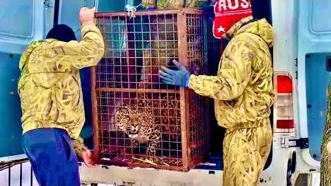 УРА,мы ДОМА!Мы довезли животных и вернулись сами, но леопард агрессивный и не хочет никак выходить! смотреть онлайн