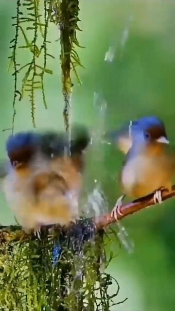 Beautiful Birds, Chirping Sounds #shorts #nature #bird #birdslover #relaxation #stressrelief смотреть онлайн