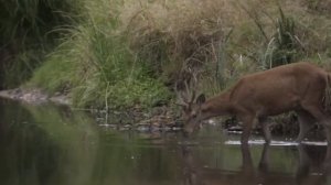 Дикие животные -  лев, слон, тигр, панда, жираф, медведь! Учим животных - для малышей