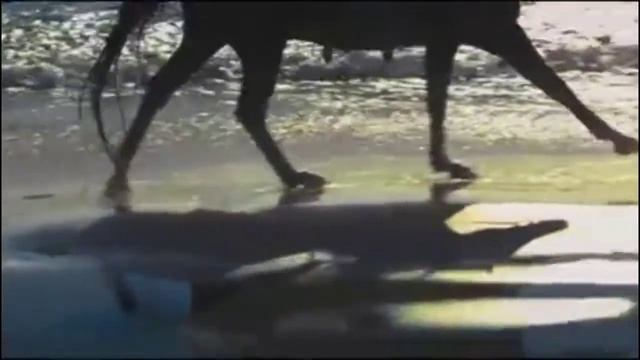 отдых с музыкой и Лошадь YouTube #SHORTS смотреть онлайн