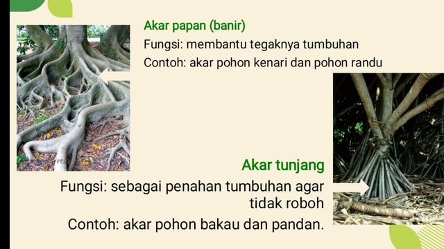 Bagian - bagian tumbuhan (IPA kelas 4) смотреть онлайн