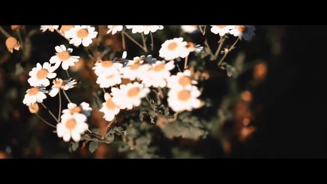 Flower Feverfew смотреть онлайн