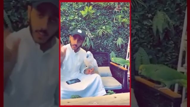 Talking Parrot - Smart and Funny Parrots I Friend of animals смотреть онлайн