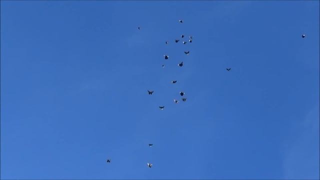 голуби 10 смотреть онлайн