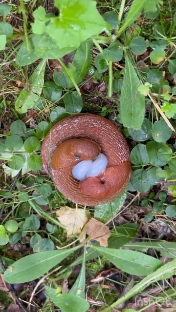 Испанские слизни #СадДача смотреть онлайн