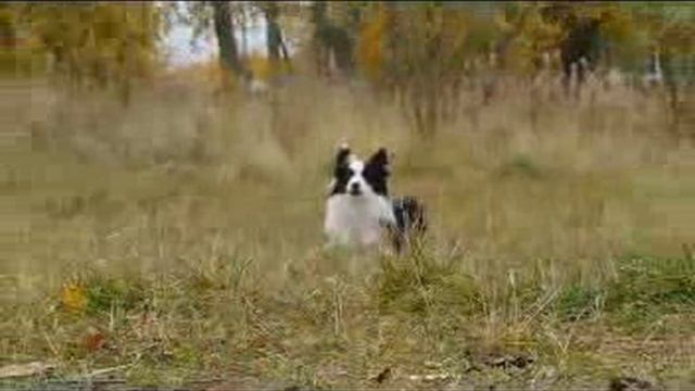 Элементы базы