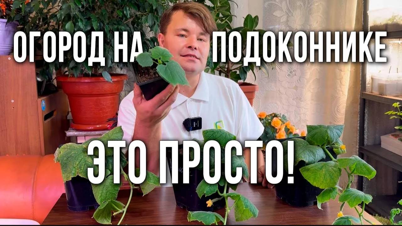 Выращивание огурцов на подоконнике зимой. Формировка огурцов на подоконнике. Огород на подоконнике. смотреть онлайн