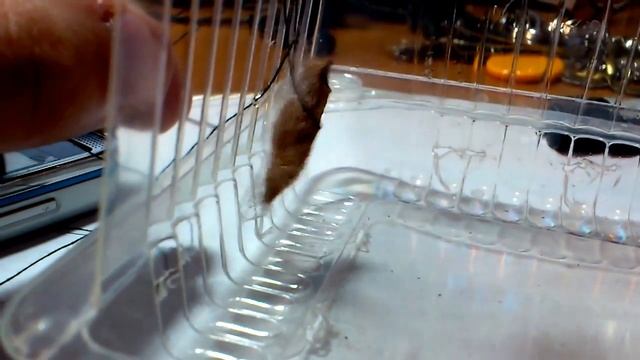 Куколка шевелится / The pupa moves смотреть онлайн