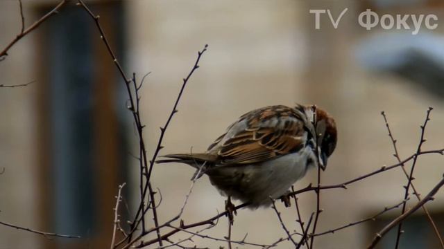 Воробей поёт ...