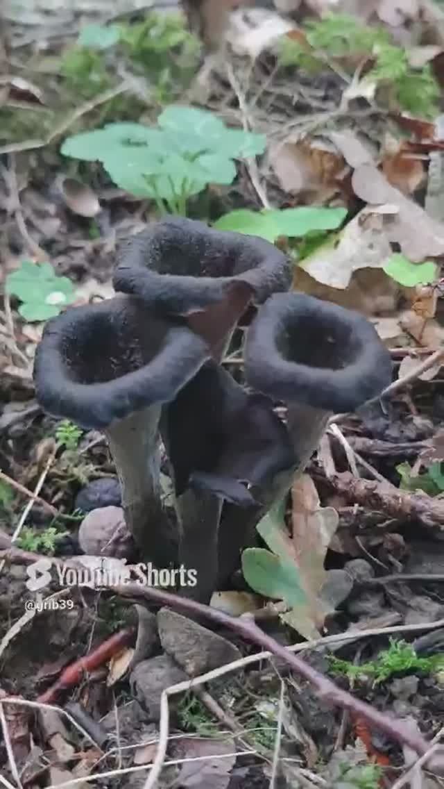 Чудеса природы. ЧЕРНАЯ ЛИСИЧКА, гриб деликатес #shorts смотреть онлайн