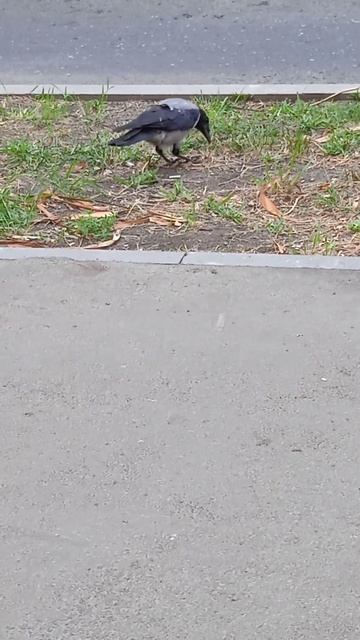 Ворона ест смотреть онлайн