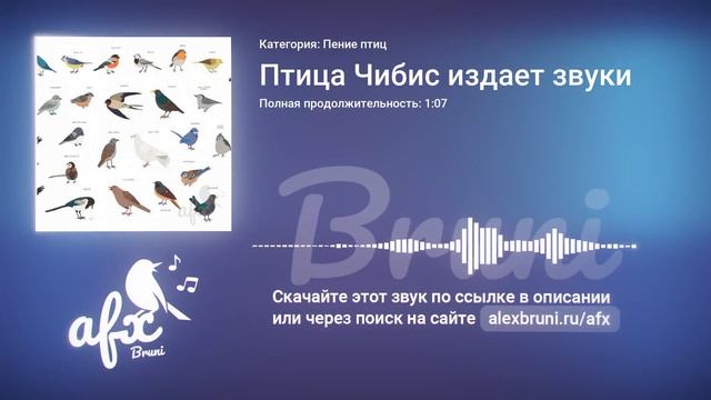 Звук: Птица Чибис издает звуки смотреть онлайн