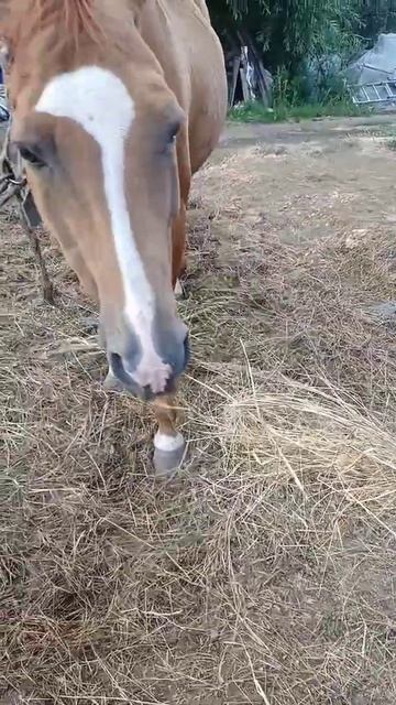 Лошадь 🐎!