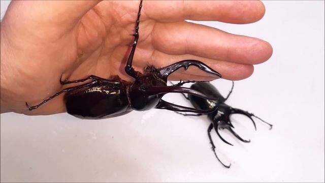 Chalcosoma Chiron, A Magnificent Beetle From Asian Tropical Forests.