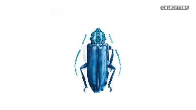 Passo a Passo das Ilustrações que compõem a estampa Coleoptera - FROM COLORS смотреть онлайн