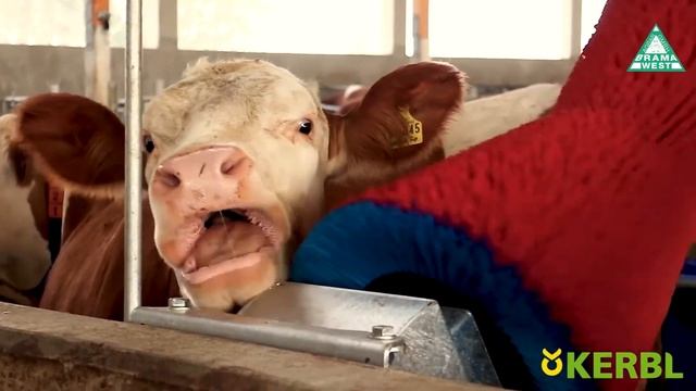 Kuhputzmaschine "Happycow" смотреть онлайн