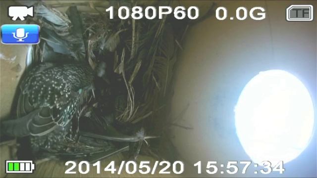 Прямая трансляция из скворечника. BirdHouse Live Cam Streaming