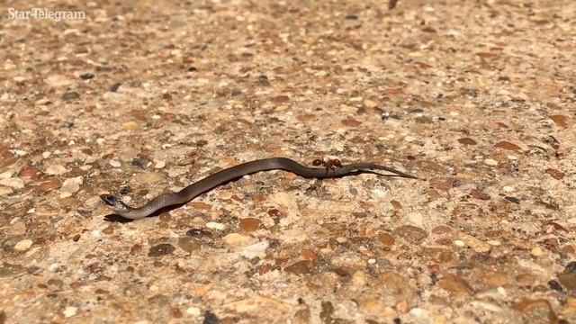 Watch this red ant attempt to drag a snake смотреть онлайн