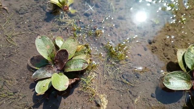 Echinodorus Hadi Red Pearl Varigata