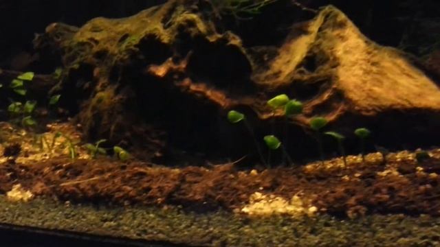 Apistogramma luelingi смотреть онлайн