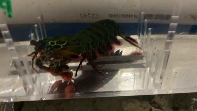 Giant Mantis Shrimp Died RIP... смотреть онлайн