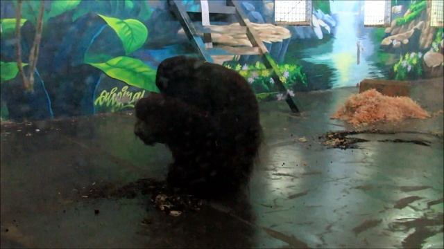 Орангутан Цезарь в Ростовском зоопарке.23.12.22 г. смотреть онлайн