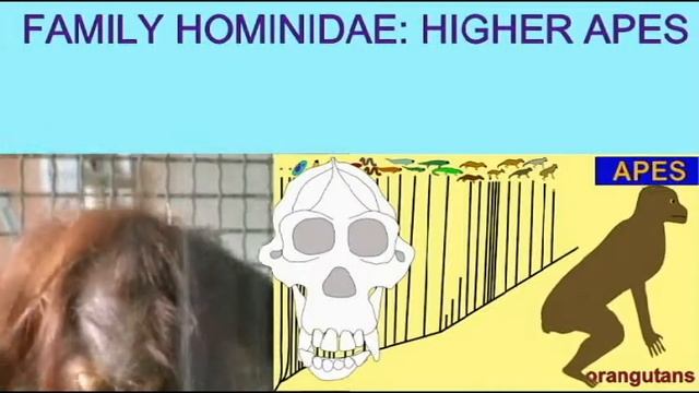 CLADOGRAM HIGHER APES смотреть онлайн