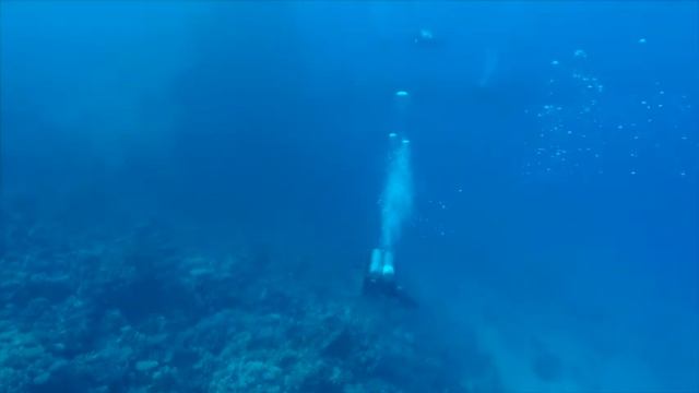 2017 Arkö goes Dolphin Diving and famous 4 wrecks at Abu Nuhas смотреть онлайн