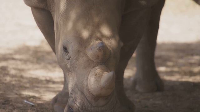 The Majestic World of Rhinoceros смотреть онлайн