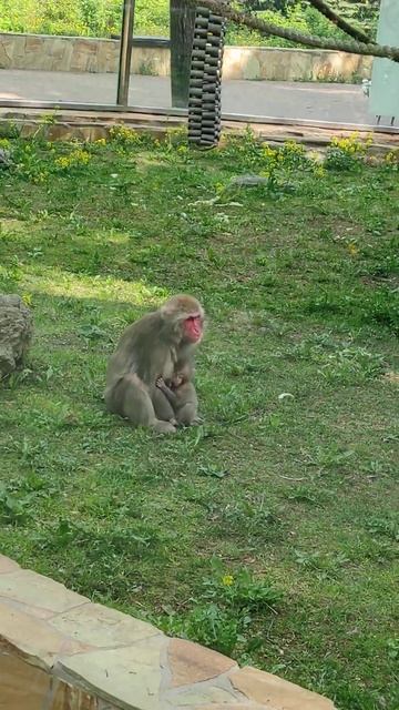 Макаки Японские смотреть онлайн