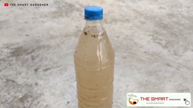 Liquid Fertilizer | How to Make Potassium Fertilizer at Home | The Smart Gardener смотреть онлайн