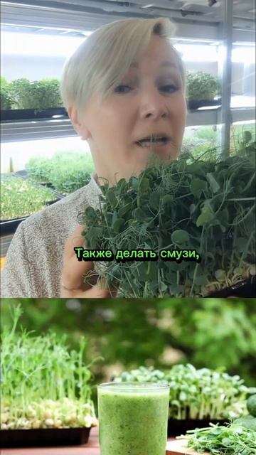 Как есть микрозелень смотреть онлайн