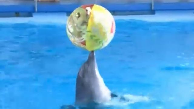 День дельфинов и китов смотреть онлайн