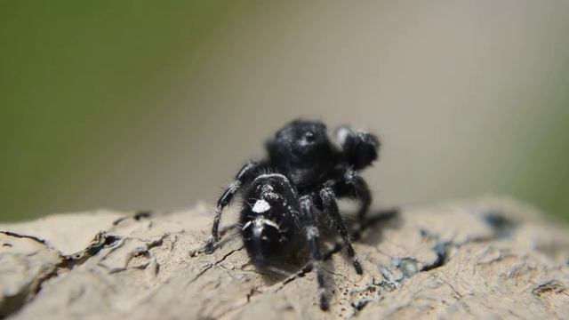 "Attack of the 𝘗𝘩𝘪𝘥𝘪𝘱𝘱𝘶𝘴 𝘢𝘶𝘥𝘢𝘹 (Daring Jumping Spider)" смотреть онлайн
