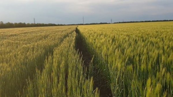 Канадский яровой ячмень Элвин в колосе, 24.05.2019