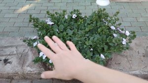 У петунии фузариоз? Липкость листьев у петунии. Формировка каскадных петуний в июне.